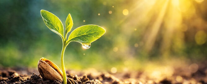 Samen der Veränderung – wie Gedanken unser Leben verändern