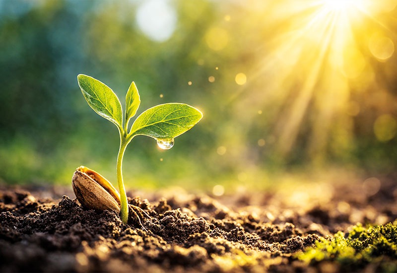 Samen der Veränderung – wie Gedanken unser Leben verändern